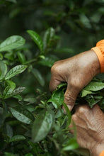 Load image into Gallery viewer, Exploring the Secret of Wuyi: Tongxinshe Teahouse Recommends the Niche Treasure &quot;Lotus Peak Huang Qi&quot;莲花峰黄奇
