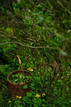 Load image into Gallery viewer, 2025 Jiulongke Rougui – A Cup Welcomes Spring 一盏逢春“九龙窠肉桂”
