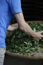 Load image into Gallery viewer, 2008 Fuding Old White Tea.
