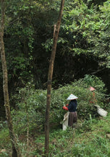 Load image into Gallery viewer, A Letter from the Deep Mountains | 2025 Tongmuguan Wild Black Tea Launches
