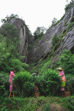 Load image into Gallery viewer, Tongxin She Teahouse 2025 Wuyi Rock Tea Mantuo Peak Huangjingui Tasting 黄金桂
