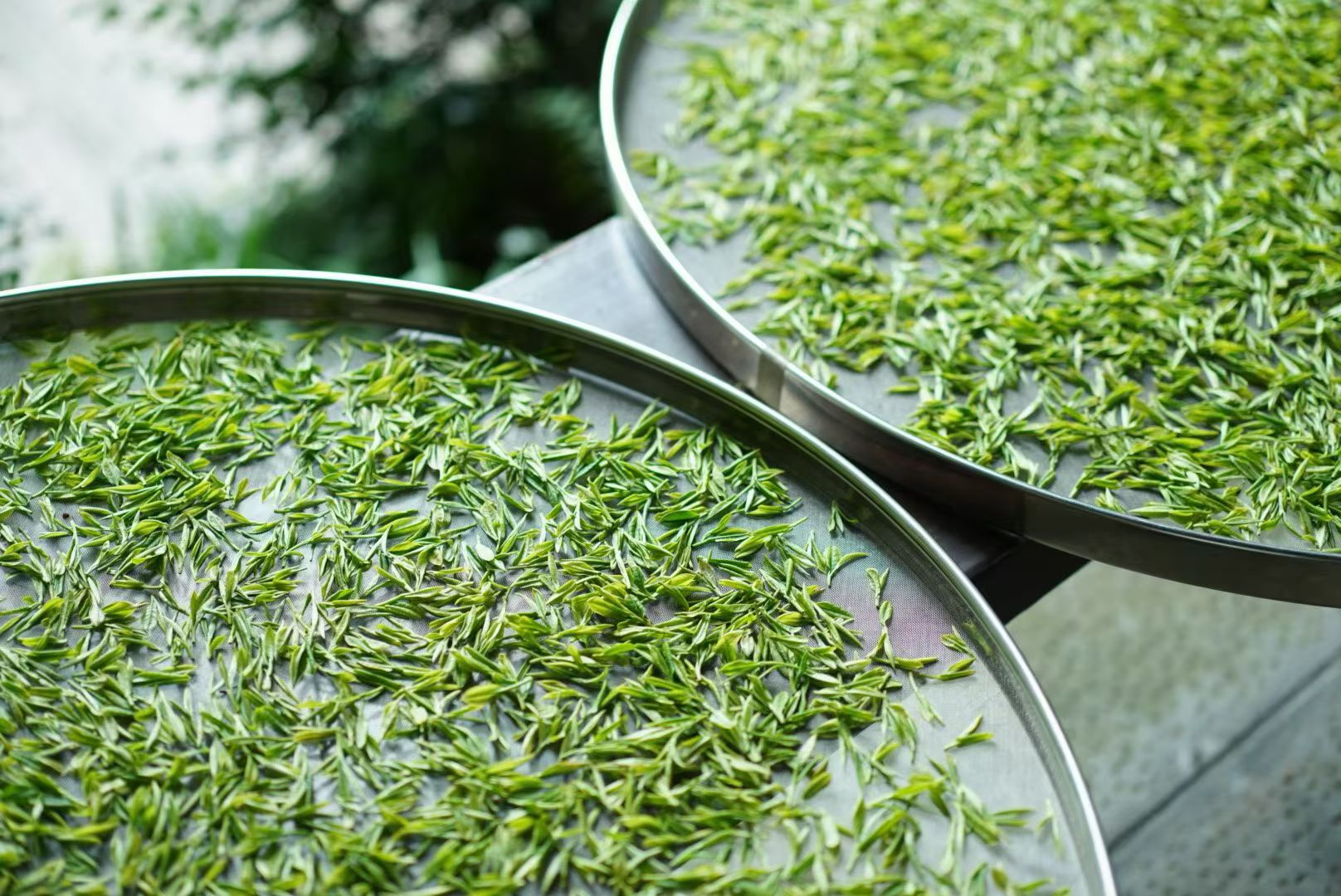 2026 Tongxin She Tea Journey to Huzhou, Zhejiang: Not All White Tea is ...