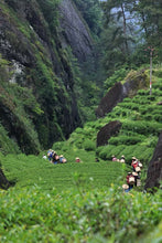 Load image into Gallery viewer, 2025 Tongxinshe Teahouse Tribute Da Hong Pao &quot;Anxiang (Hidden Fragrance)&quot; Makes a Grand Debut
