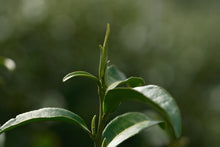 Load image into Gallery viewer, 2026 Pre-Ming Premium Yixing Black Tea: A Sprout of Spring, Reserved Especially for You
