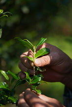 Load image into Gallery viewer, Rare "Niurou" Launched | Tongxinshe Teahouse’s 2025 Niulan Keng Rou Gui with Two Charcoal-Roasted Versions, Presenting Authentic Rock Tea Flavor

