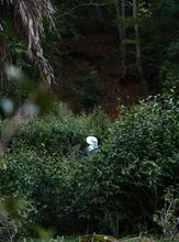 Load image into Gallery viewer, Tongxin She Teahouse | 2026 Tongmu Guageng · Tongmu Lanyun Wild Black Tea桐木兰韵。
