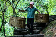 Load image into Gallery viewer, Time Forged Lao Cong, Plum Aroma Merged with Cliff Rhythm – 2020 Baoguoyan Lao Cong Mei Zhan
