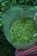 Load image into Gallery viewer, 2026 Tongxinshe Tea Origin Trace | Tongmu Pass Floral Jinjunmei, A True Mountain Terroir Flavor
