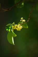 Load image into Gallery viewer, A Ruby Hue Holds Autumn&#39;s Essence: Tongxinshe Teahouse Presents Limited-Edition &quot;Jiuqu Hongmei&quot; for Autumn 九曲红梅
