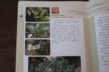 Load image into Gallery viewer, Tongxinshe Teahouse Recommends: Luo Shengcai&#39;s Limited-Edition Rock Tea &quot;Xiannvsanhua&quot;– Savoring a Century of Rock Essence and Tea Aroma in One Cup仙女散花
