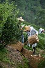 Load image into Gallery viewer, Tongxin She Tea House Premium Recommendation | 2025 Charcoal-Roasted "桃醉 Peach Enchantment" Shuiliandong Rougui

