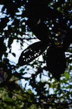 Load image into Gallery viewer, Concentric House Teahouse's Quest for Wuyi Rare Cultivar: Zui Gui Ji
