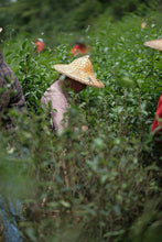 Load image into Gallery viewer, Tongxin She Premium Collection · Lao Jiang: Jin Jiaoyi Old Tree Rougui
