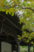 Load image into Gallery viewer, A Ruby Hue Holds Autumn&#39;s Essence: Tongxinshe Teahouse Presents Limited-Edition &quot;Jiuqu Hongmei&quot; for Autumn 九曲红梅
