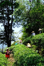 Load image into Gallery viewer, Tongxin She Teahouse | Moss Traces &amp; Spring Dew · Tianxin Rock Shi Ru/天心岩石乳。
