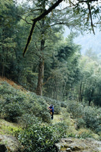 Load image into Gallery viewer, 2026 Tongxinshe Tea Origin Trace | Tongmu Pass Floral Jinjunmei, A True Mountain Terroir Flavor
