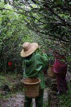 Load image into Gallery viewer, Tongxinshe Teahouse | 2026 Phoenix Dancong Pomelo Blossom Fragrance · Limited Free Tasting柚花香
