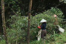Load image into Gallery viewer, A Letter from the Deep Mountains | 2025 Tongmuguan Wild Black Tea Launches
