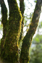 Load image into Gallery viewer, Tongxin She Teahouse New Launch | 300-Year-Old Ancient Tree Honey-Floral Oolong: Time Infused in Every Brew古树蜜花香
