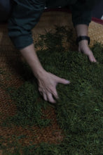 Load image into Gallery viewer, Tongxin She · Tea Origin Exploration | 2026 Tongmuguan Floral Black Tea "Peach Blossom" 桃之夭夭Limited Sample · Free Tasting
