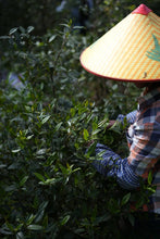 Load image into Gallery viewer, Tongxin She · Tea Origin Exploration | 2026 Tongmuguan Floral Black Tea "Peach Blossom" 桃之夭夭Limited Sample · Free Tasting
