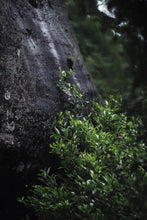 Load image into Gallery viewer, Mantuo Peak Lao Cong Shuixian: The Mellow Charm of Years in Rock Bones and Flower Fragrance

