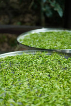 Load image into Gallery viewer, 2026 Tongxin She Tea Journey to Huzhou, Zhejiang: Not All White Tea is Anji White Tea
