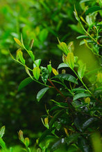 Load image into Gallery viewer, Rock Bone and Hidden Fragrance, Auspiciousness at Year-End | Tongxinshe Teahouse's 2025 Finale: Limited-Edition Kengjian Cassia Tea "Wanshi Ruyi" (All Wishes Come True), A Masterpiece by Intangible Cultural Heritage Inheritor 万狮如意。
