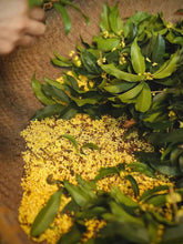 Load image into Gallery viewer, Autumn limited edition &quot;Special Osmanthus Longjing Tea&quot;
