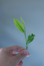 Load image into Gallery viewer, A Letter from the Deep Mountains | 2025 Tongmuguan Wild Black Tea Launches
