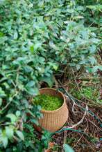 Load image into Gallery viewer, Tongxin She Teahouse: In Search of the Lost Supreme Biluochun
