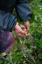 Load image into Gallery viewer, Tongxin She 2026 Tongmuguan Old-Clump Black Tea New Launch | Bearing Mountain Bones, Sipping Years, One Brew Reveals Tongmu 老枞红茶
