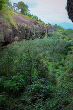 Load image into Gallery viewer, Concentric House Teahouse's Quest for Wuyi Rare Cultivar: Zui Gui Ji
