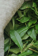 Load image into Gallery viewer, A Letter from the Deep Mountains | 2025 Tongmuguan Wild Black Tea Launches
