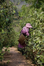 Load image into Gallery viewer, &quot;2024 Bangdong·Barren Mountain Ancient Tree Pu&#39;er Sheng Tea&quot;邦东·荒山古树普洱生茶.
