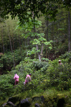 Load image into Gallery viewer, Tongxin She Launches 2026 Tongmuguan Fei Zi Xiao Black Tea from Wuyi Mountain, Fujian
