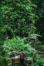 Load image into Gallery viewer, Limited-Time New Product Offer: Golden Elegance Meets Rock Rhythm – Tongxinshe Teahouse Launches 2025 Wuyi Rock Tea Jinxuan/金萱
