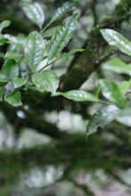 Load image into Gallery viewer, The 19th Black Tea Competition of Wuyishan Tea Bureau/First Prize &quot;Wilderness Da Chi Gan&quot;
