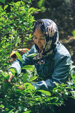 Load image into Gallery viewer, Tongxin She Teahouse 2025 Wuyi Rock Tea Mantuo Peak Huangjingui Tasting 黄金桂
