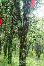 Load image into Gallery viewer, 2025 Tongxinshe Teahouse Launches a Rare Dancong Tea – Ancient Tree Big Bone Tribute Dancong/古树大骨贡
