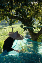 Load image into Gallery viewer, Autumn Limited · Tea Meets Osmanthus | Tongxin She 2025 Tongmu Osmanthus Black Tea &quot;Guiren Duo Wangshi&quot;, Presented in a Limited 2.5kg Batch 桂人多旺事。
