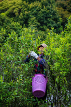 Load image into Gallery viewer, Tongxin She Teahouse New Launch | 300-Year-Old Ancient Tree Honey-Floral Oolong: Time Infused in Every Brew古树蜜花香

