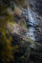 Load image into Gallery viewer, Zhengyan Jin Mu Dan: The Floral Pinnacle of Wuyi Rock Tea。弥陀岩金牡丹
