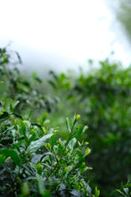 Load image into Gallery viewer, Tongxin She 2026 Tongmuguan Old-Clump Black Tea New Launch | Bearing Mountain Bones, Sipping Years, One Brew Reveals Tongmu 老枞红茶
