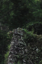 Load image into Gallery viewer, Mantuo Peak Lao Cong Shuixian: The Mellow Charm of Years in Rock Bones and Flower Fragrance
