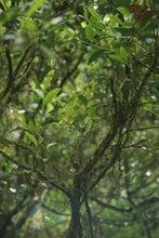 Load image into Gallery viewer, Tongxin She Teahouse Launches New Wuyi Tongmuguan "Peach-Flavored Black Tea"蜜桃红茶
