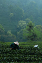 Load image into Gallery viewer, 2026 Premium Sweet Osmanthus Longjing · One Tea Embodies Spring and Autumn, Scent Crafted to Perfection特级桂花龙井

