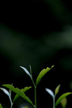 Load image into Gallery viewer, Tongxinshe Teahouse 2025 Wuyi Rock Tea (Core Production Area) Tea Bricks Launch: Niulan Keng &amp; Matouyan Cassia Bark Tea Bricks, Limited Quantity Available
