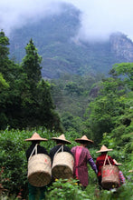 Load image into Gallery viewer, 2025 Tongxinshe Teahouse Tribute Da Hong Pao &quot;Anxiang (Hidden Fragrance)&quot; Makes a Grand Debut
