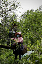 Load image into Gallery viewer, &quot;2024 Bangdong·Barren Mountain Ancient Tree Pu&#39;er Sheng Tea&quot;邦东·荒山古树普洱生茶.
